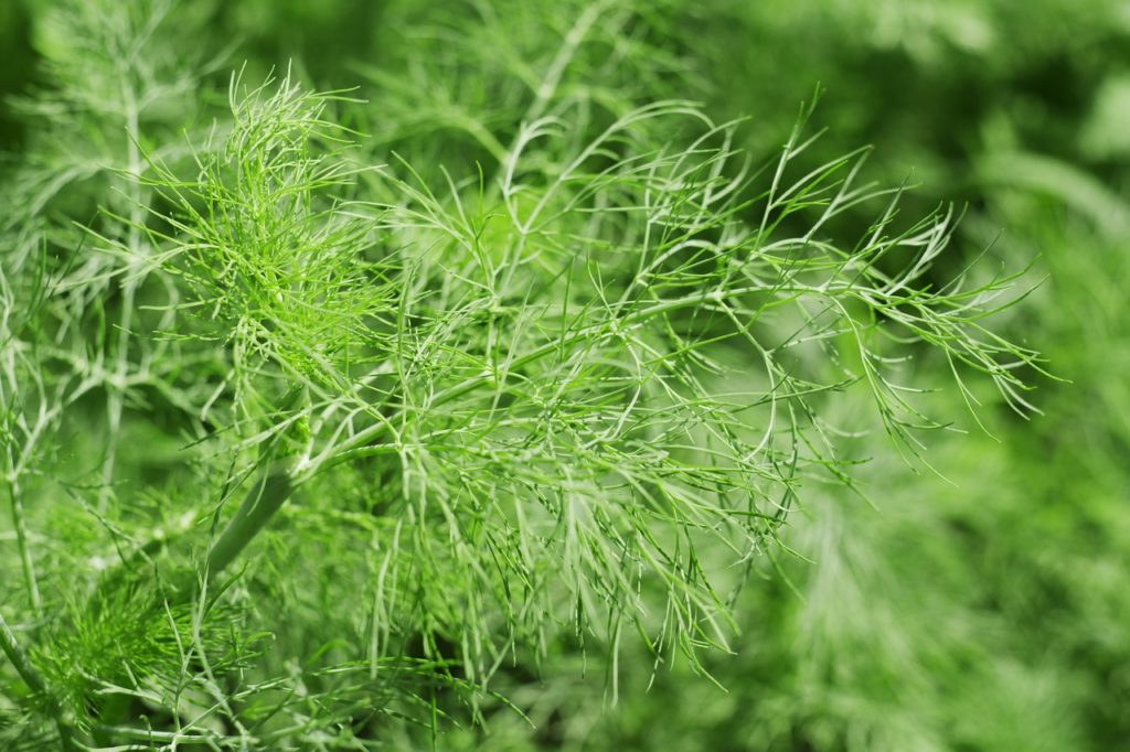 plants, summer, nature